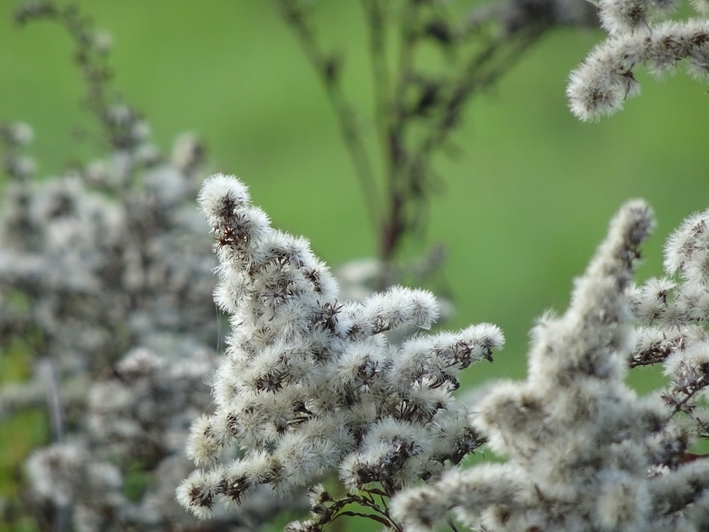 white-petaled flowers