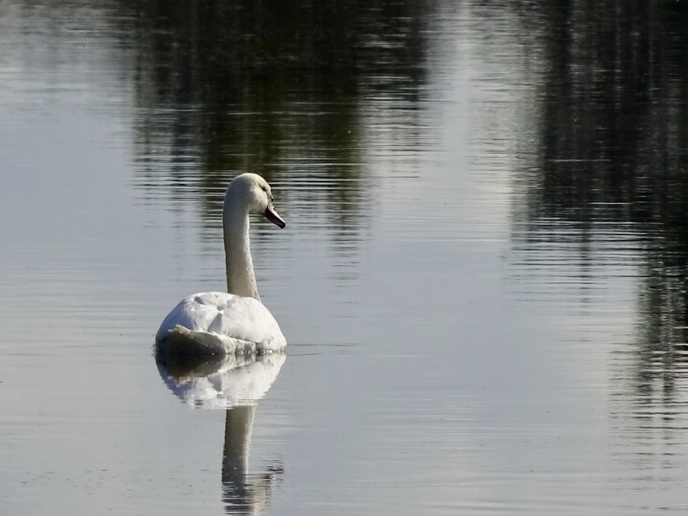 Cigno bianco su uno specchio d'acqua calmo