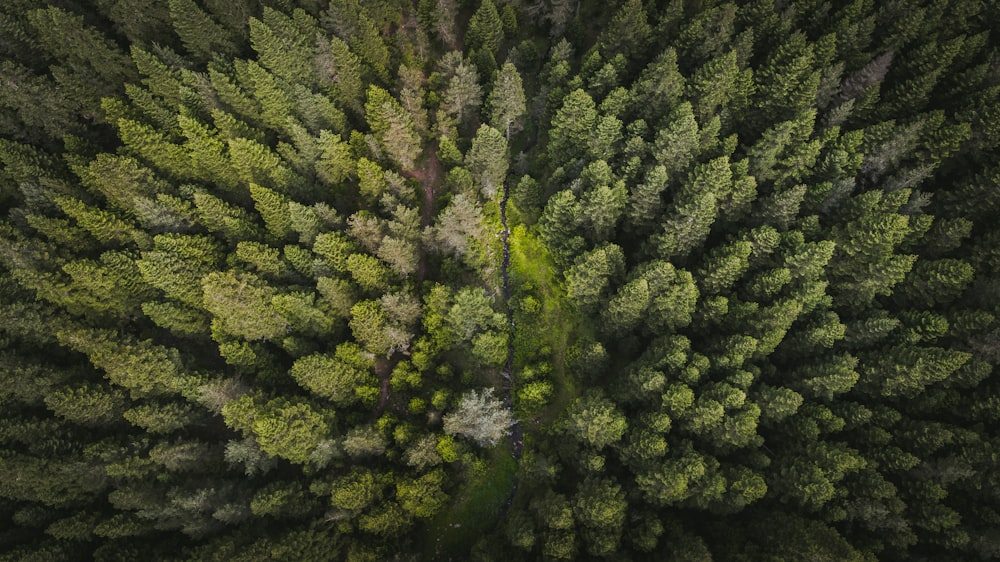Luftaufnahmen von grünen Waldbäumen