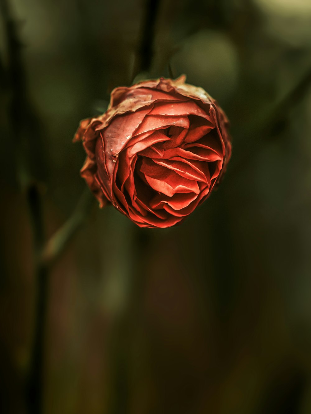 red Rose flower