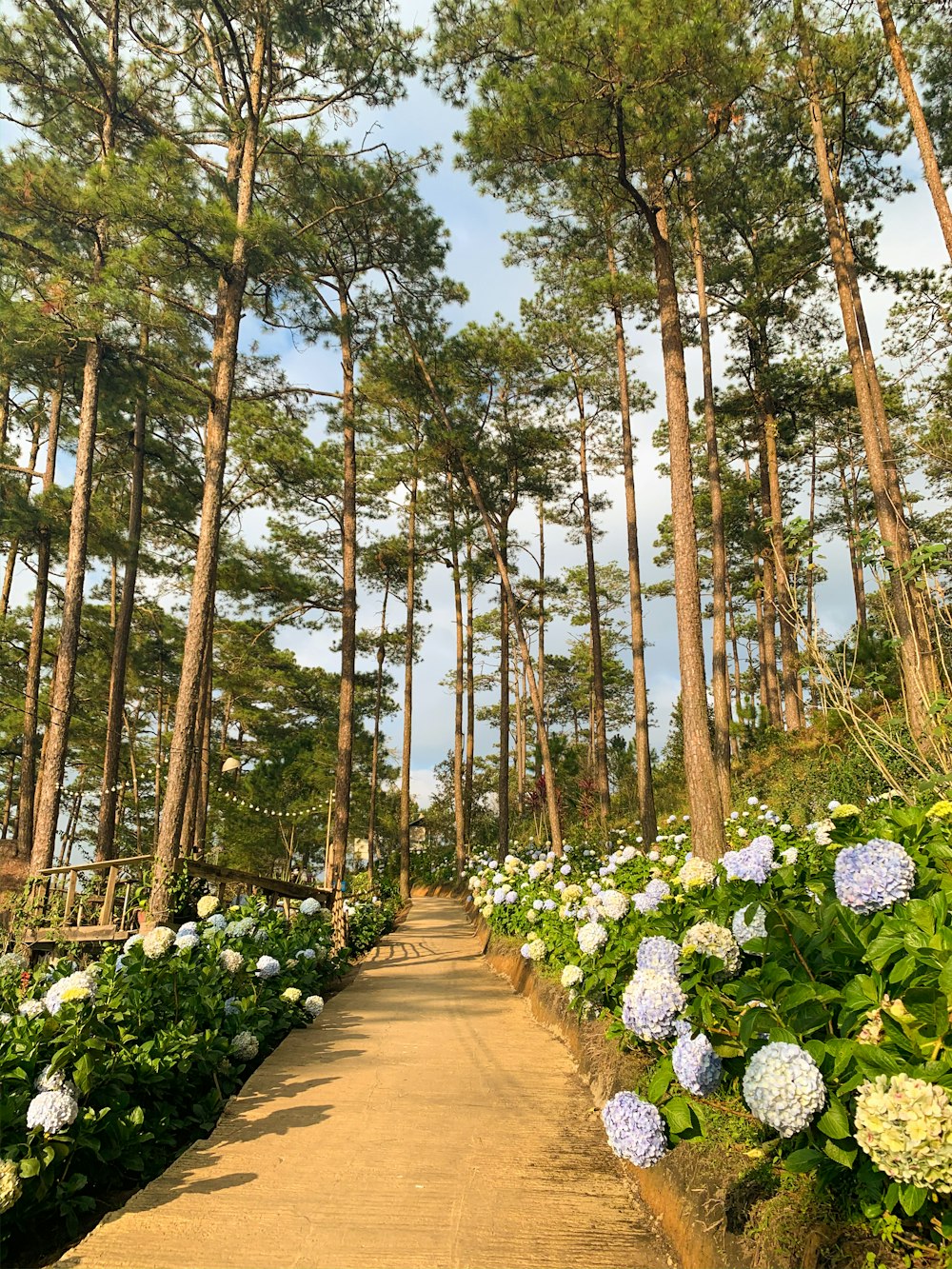 road between green trees during daytime