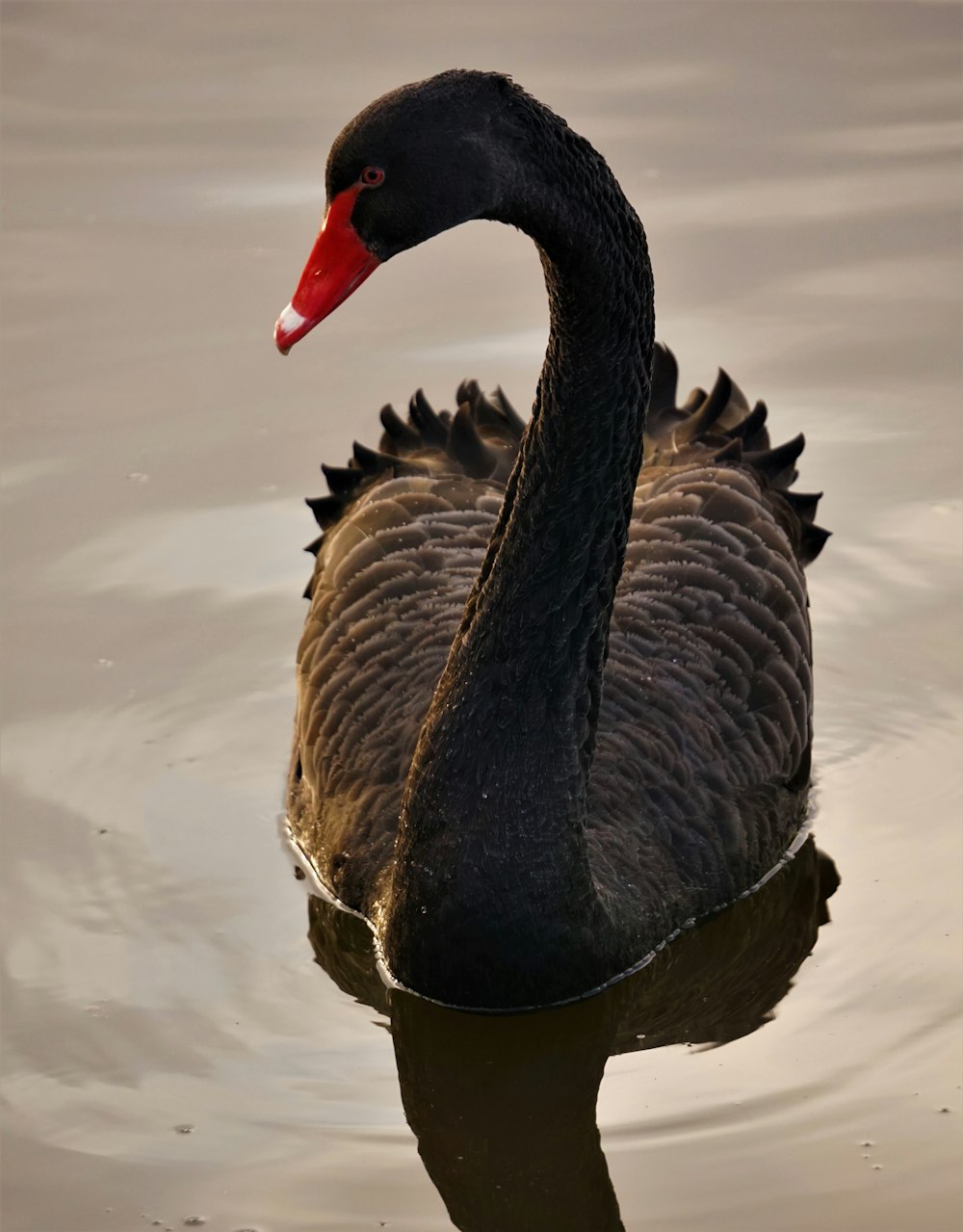 black and gray swan in water