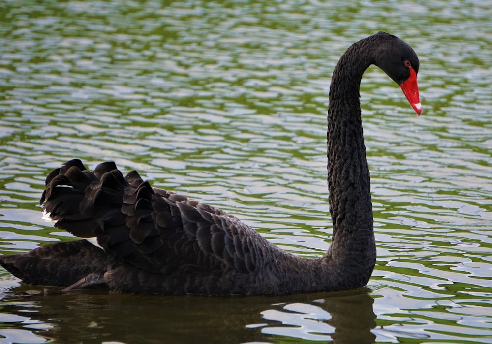 black swan in water