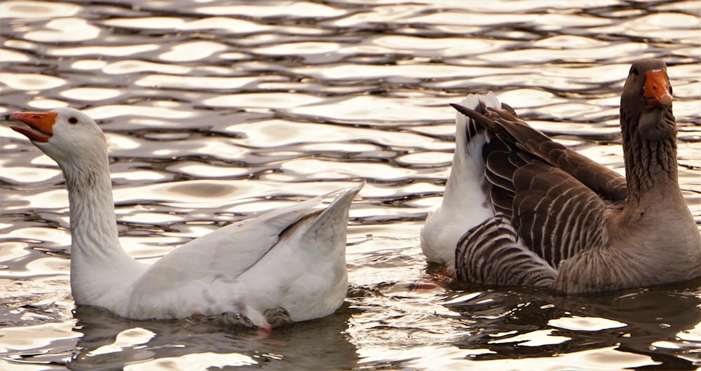 two black and gray ducks on body of water during daytime