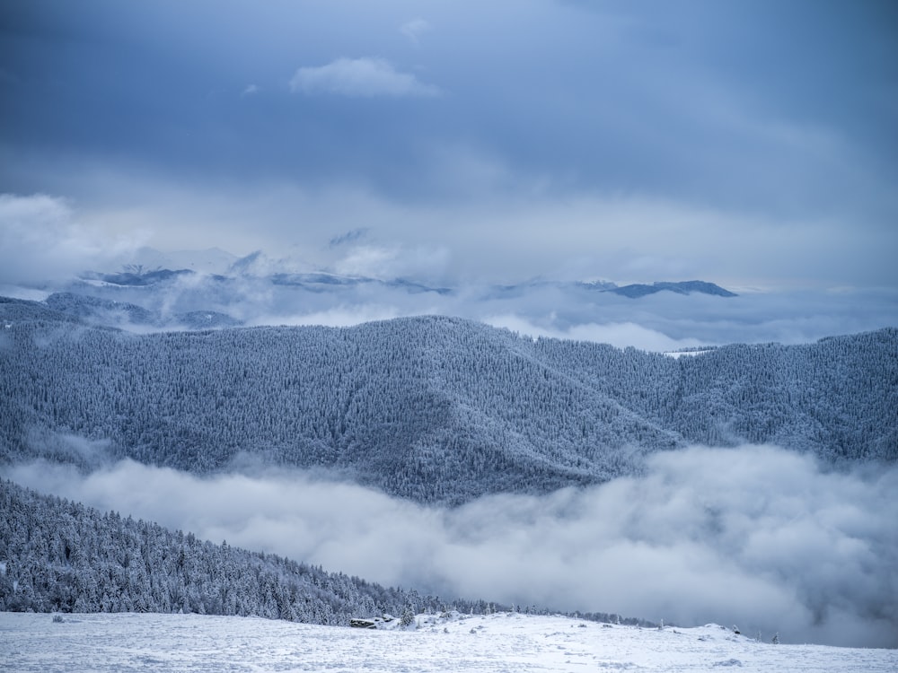 aerial photography of forest under cloudy sky during daytime