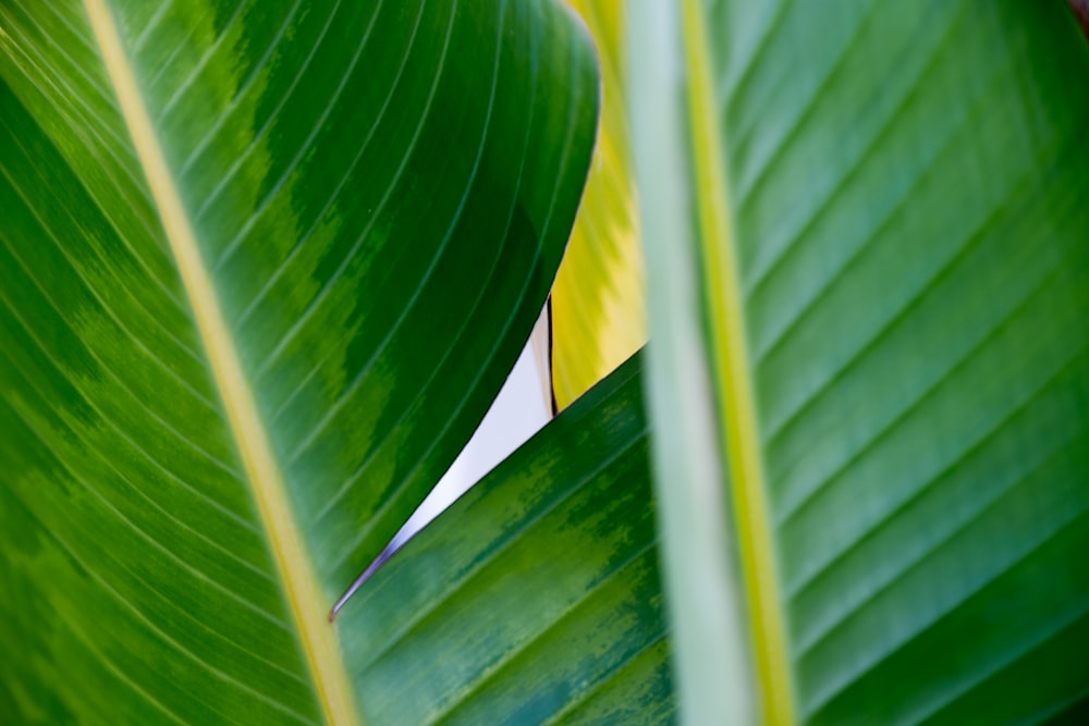 a close up of a large green leaf