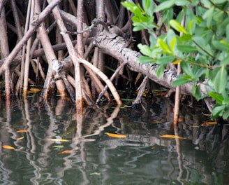 mangroves b