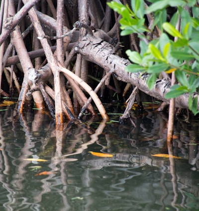 mangroves b