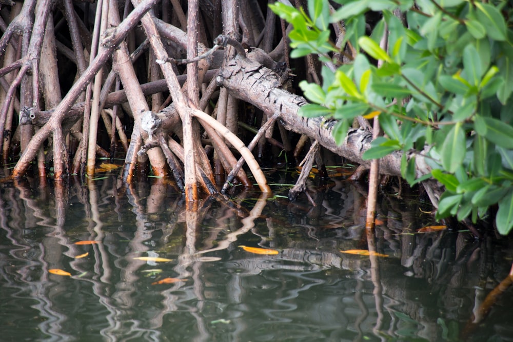 mangroves b