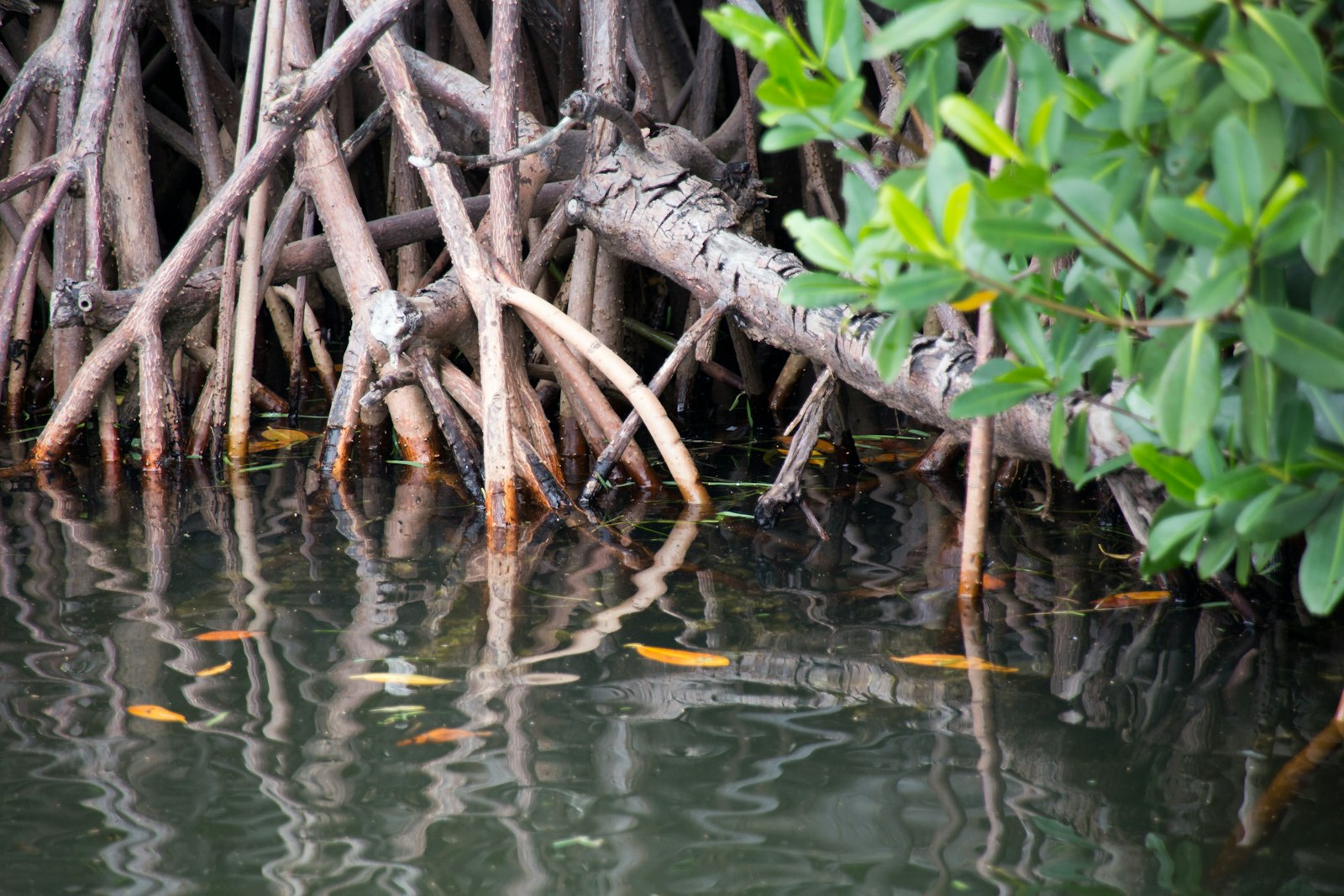 Claws, Clams, and Clear Water: An Ocala Season on the Gulf