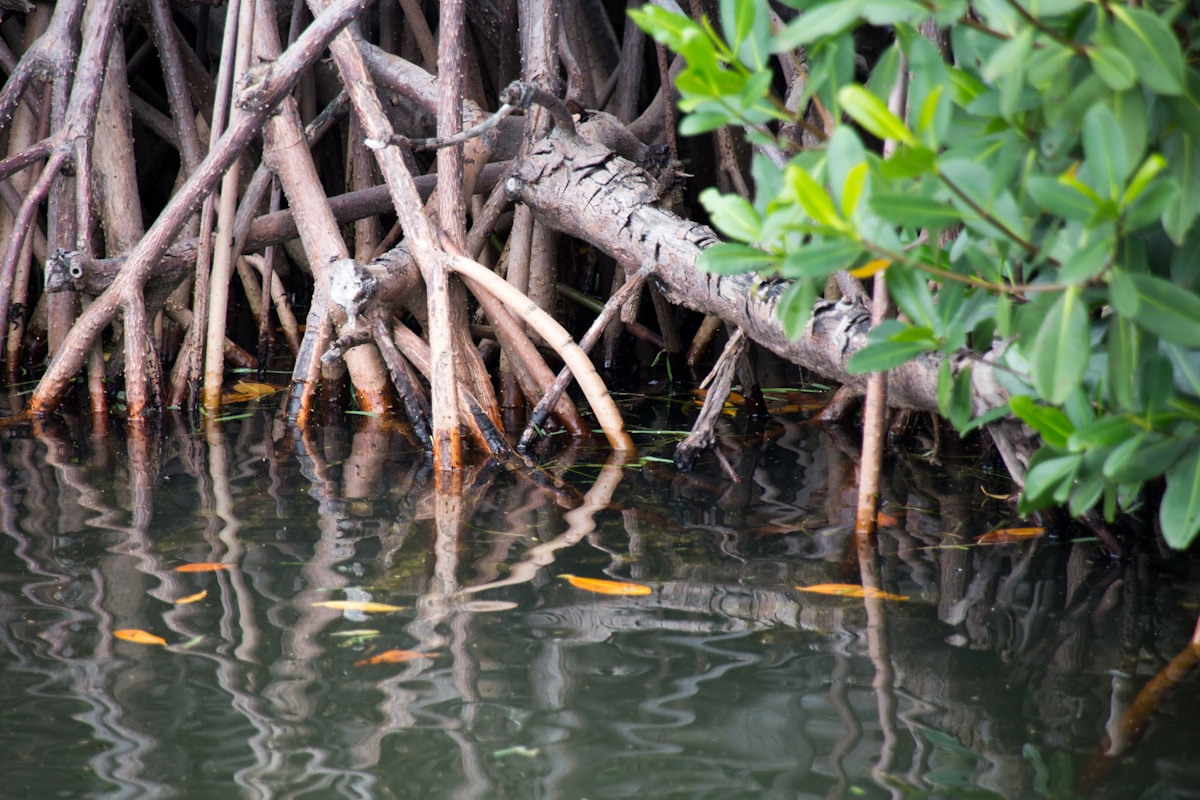 Everglades: Nine Mile Pond Loop
