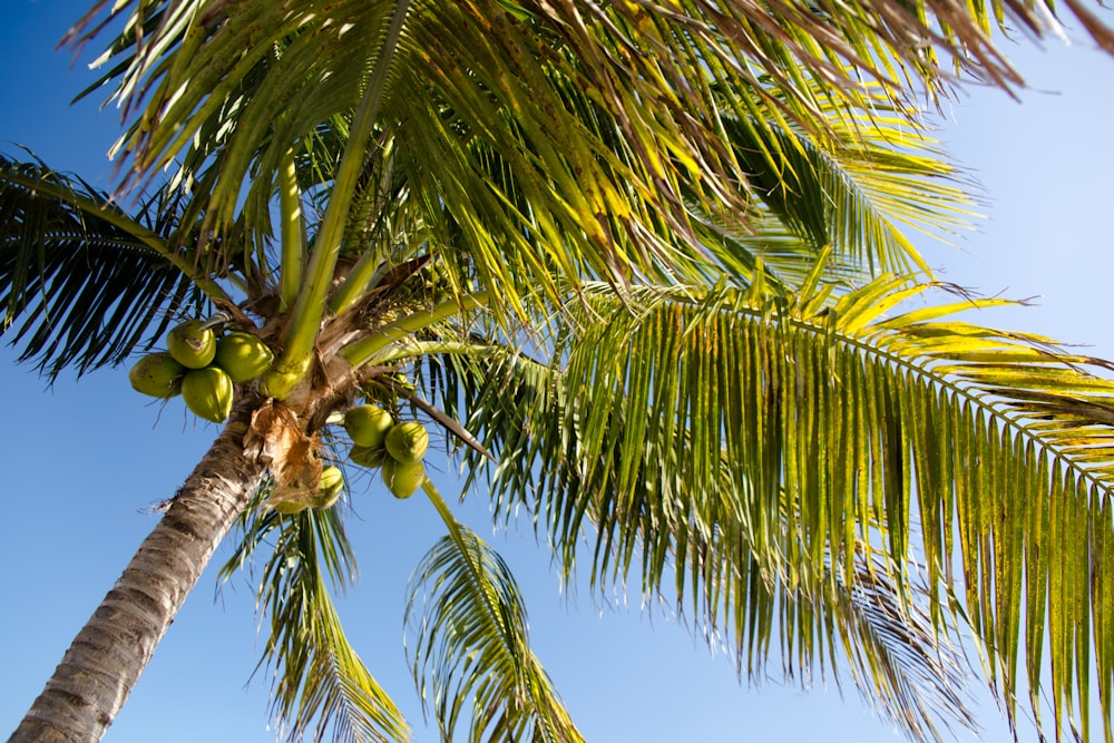 green coconut tree