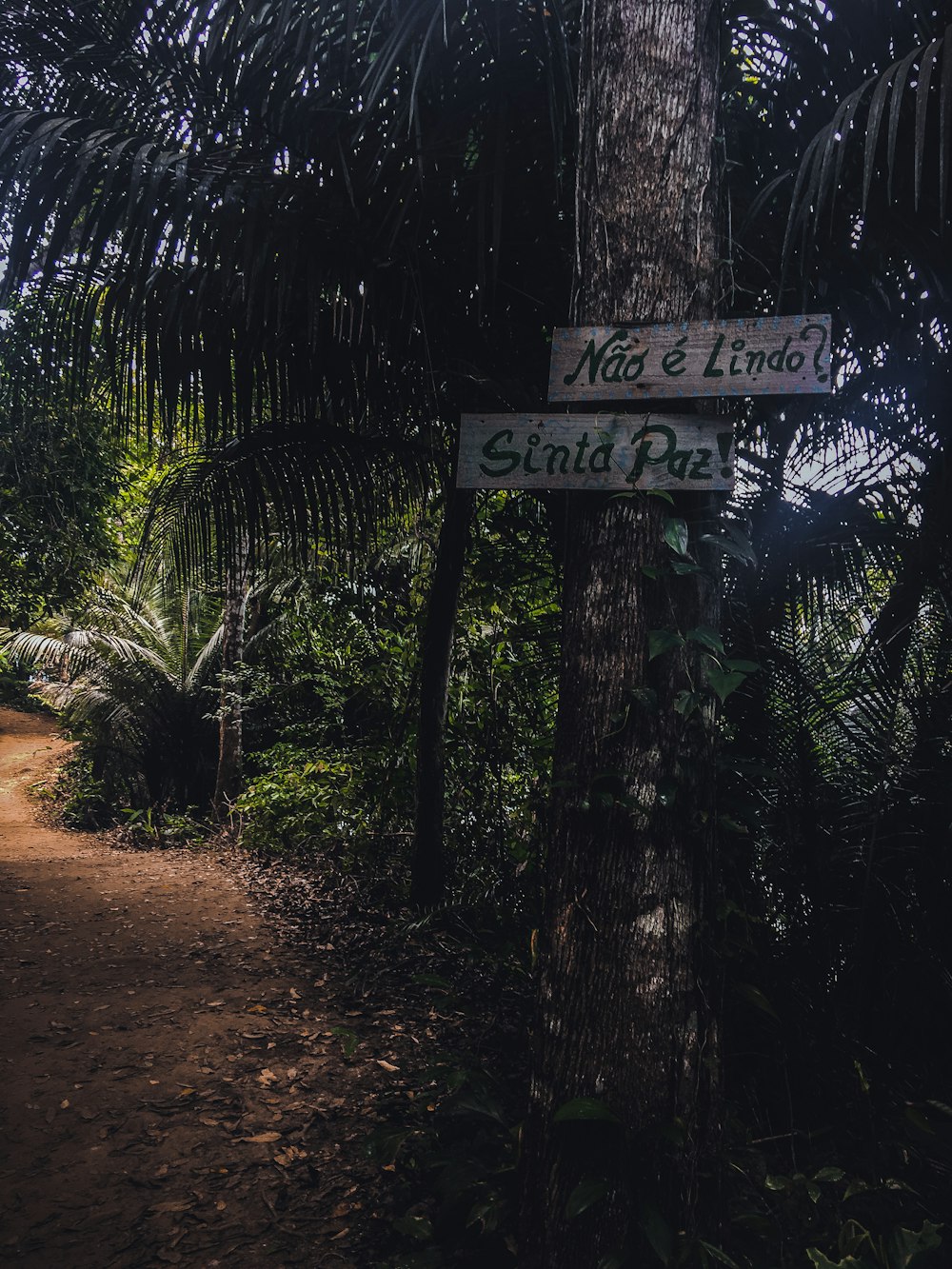 Signalisation en bois marron sur l’arbre