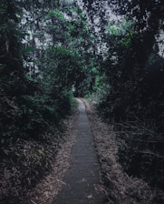 green trees beside pathway during daytime