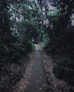 green trees beside pathway during daytime