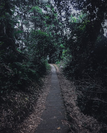green trees beside pathway during daytime