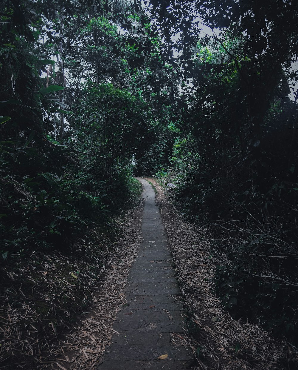 green trees beside pathway during daytime