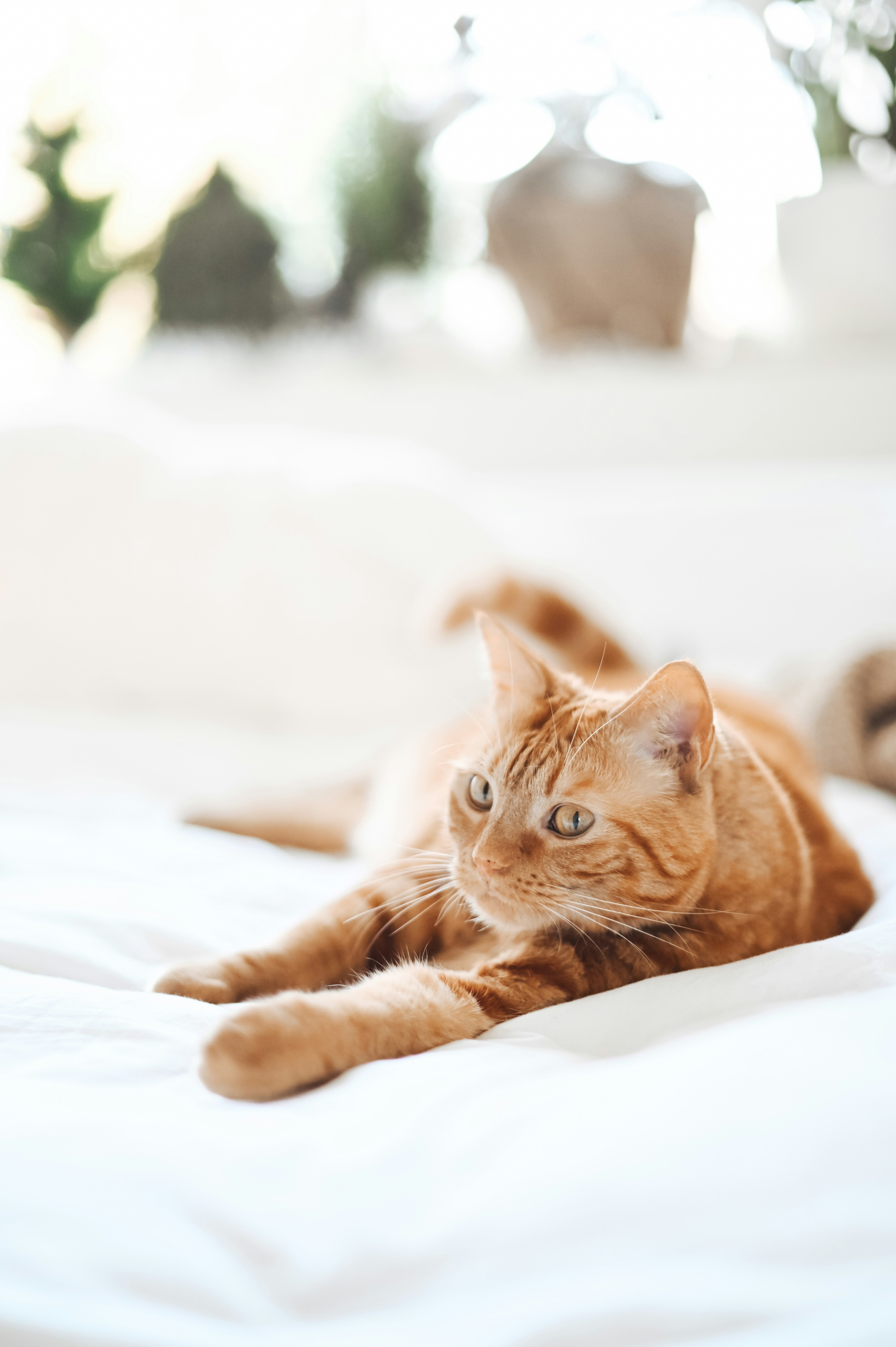 Making Biscuits (Kneading) (image credits: unsplash)