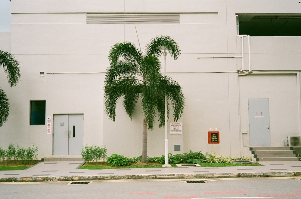 green tree beside white building