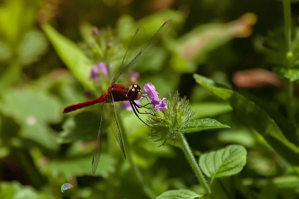 macro photography of brown dragonfly on purple flower during daytime