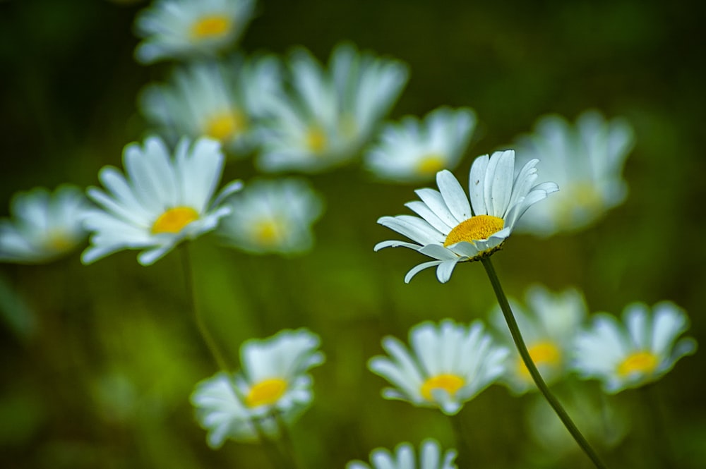 selective focus photography of white daisies during daytime