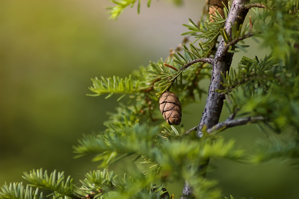 plante à feuilles vertes