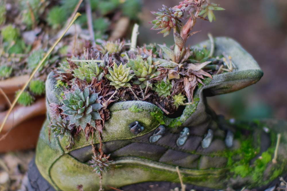 green succulent plant in abandoned gray shoe
