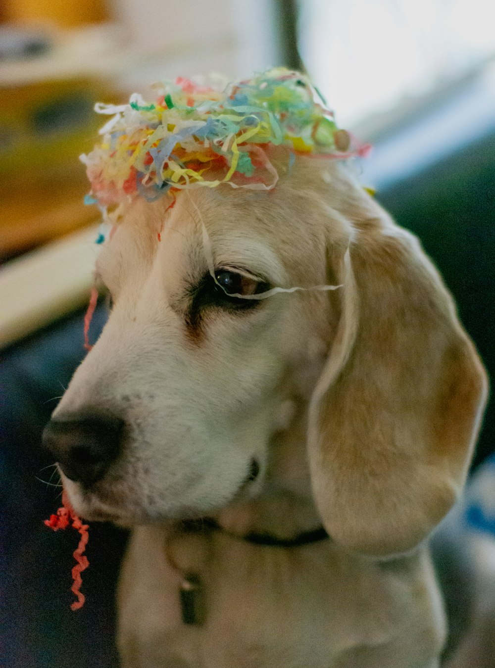 macro photography of adult yellow Labrador retriever