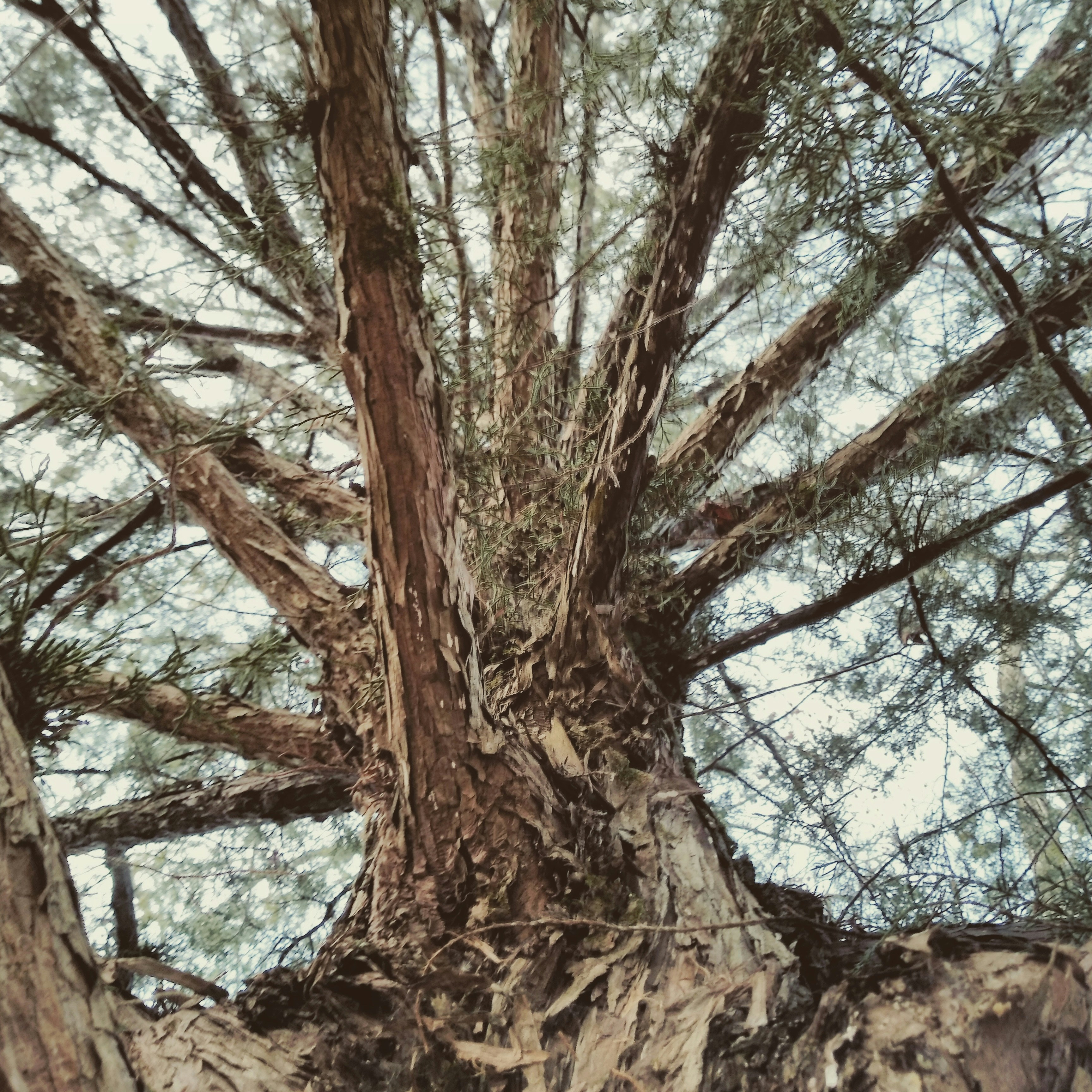 The Science Behind Plant 