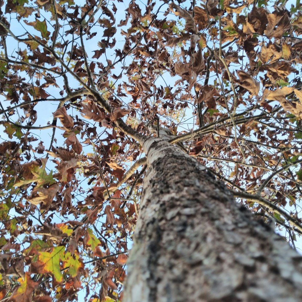 brown leafed trees during daytime