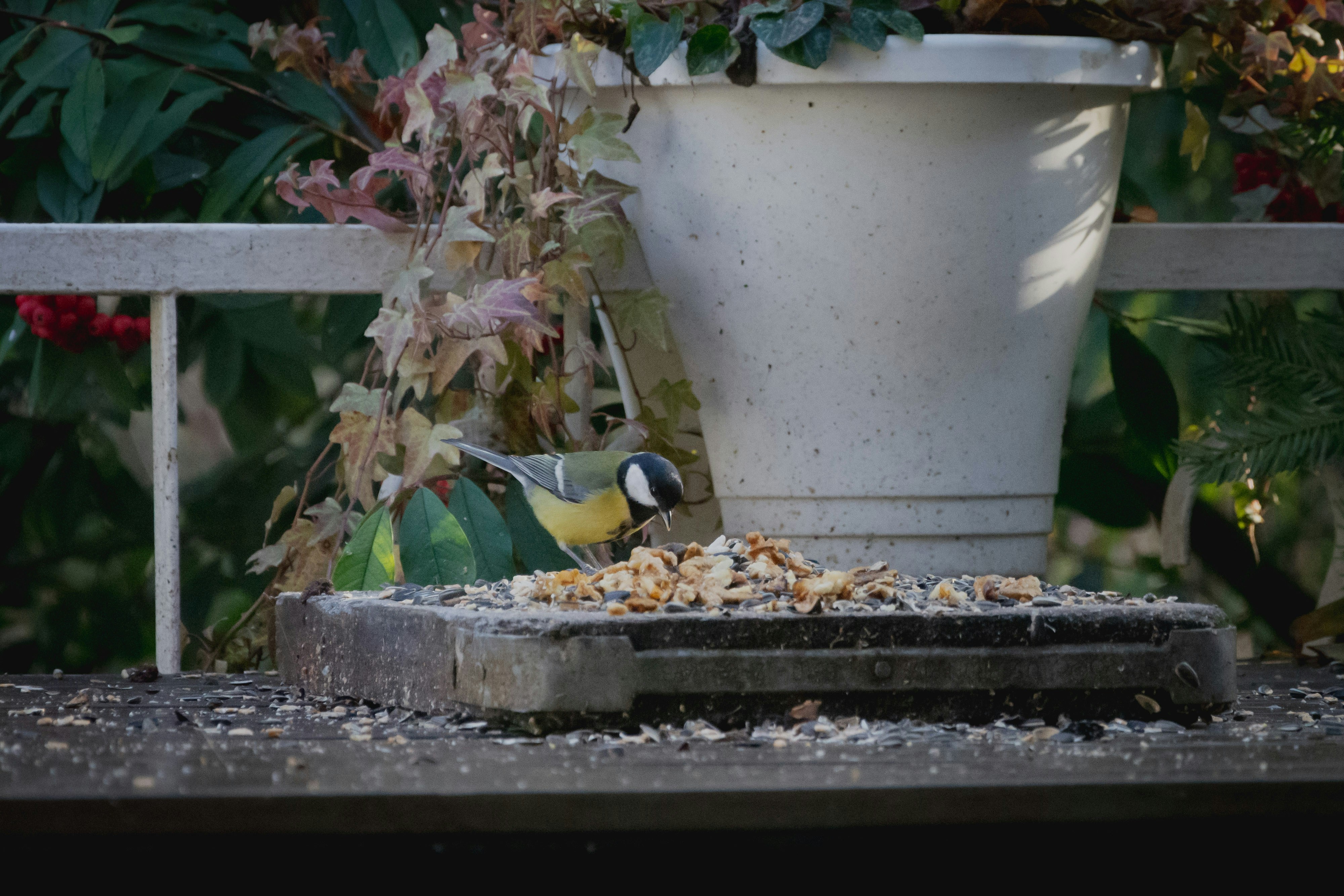 yellow and gray bird