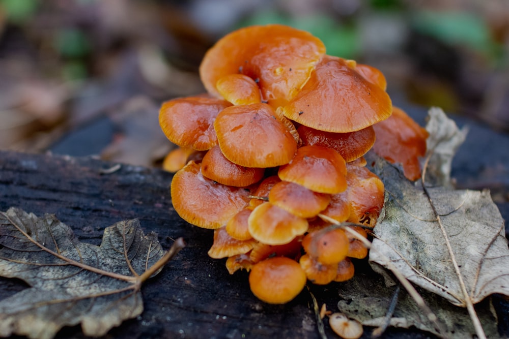 macro photography of orange mushrooms near brown leaves