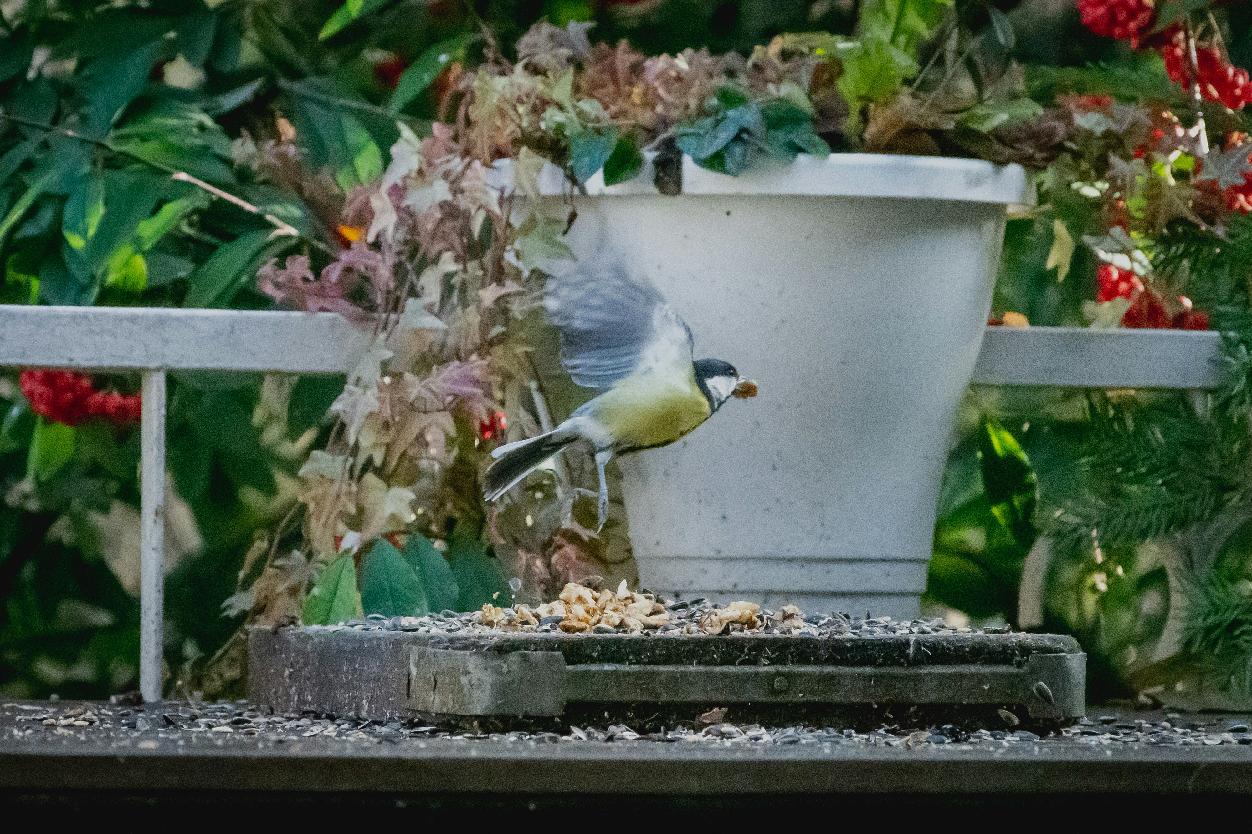 yellow and black bird