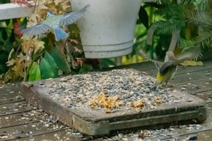 Two birds are interacting near a white planter filled with hanging greenery. One bird is in flight with its wings spread wide, while the other is perched on a raised platform covered with scattered seeds. The background includes vibrant foliage with leaves in various shades of green.