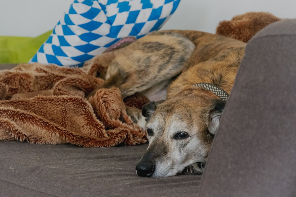 short-coated brown dog