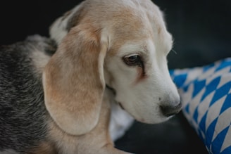 Close-up of a regal beagle puppy nestled in cream-colored linens with a hint of gold embroidery.