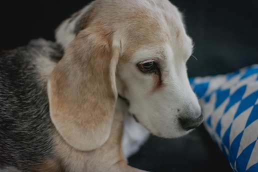 Close-up of a regal beagle puppy nestled in cream-colored linens with a hint of gold embroidery.