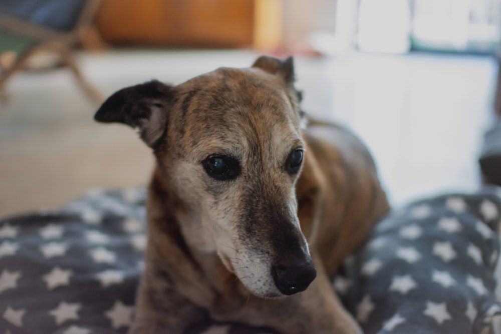 selective focus photography of brown dog on bed