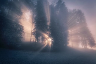 the sun is shining through the foggy trees