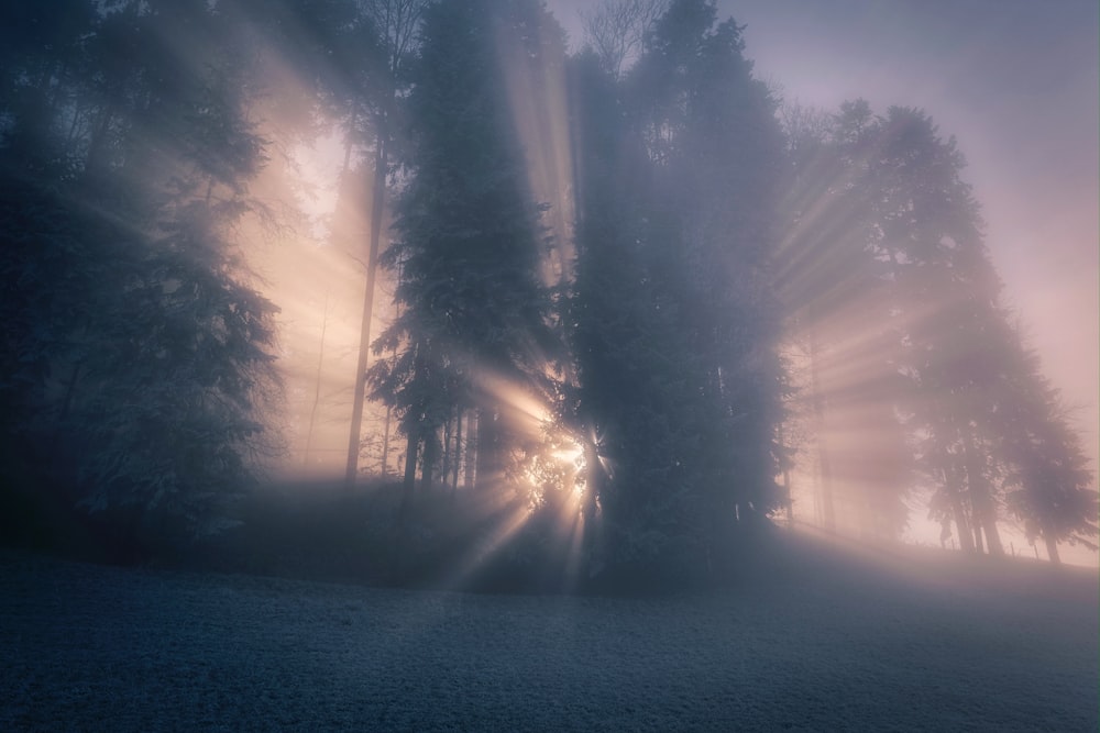 霧の木々の間から太陽が輝いている