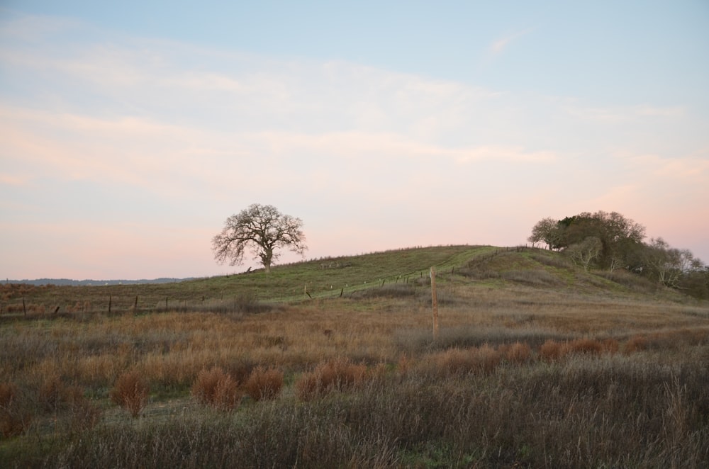 photography of grass field during daytime