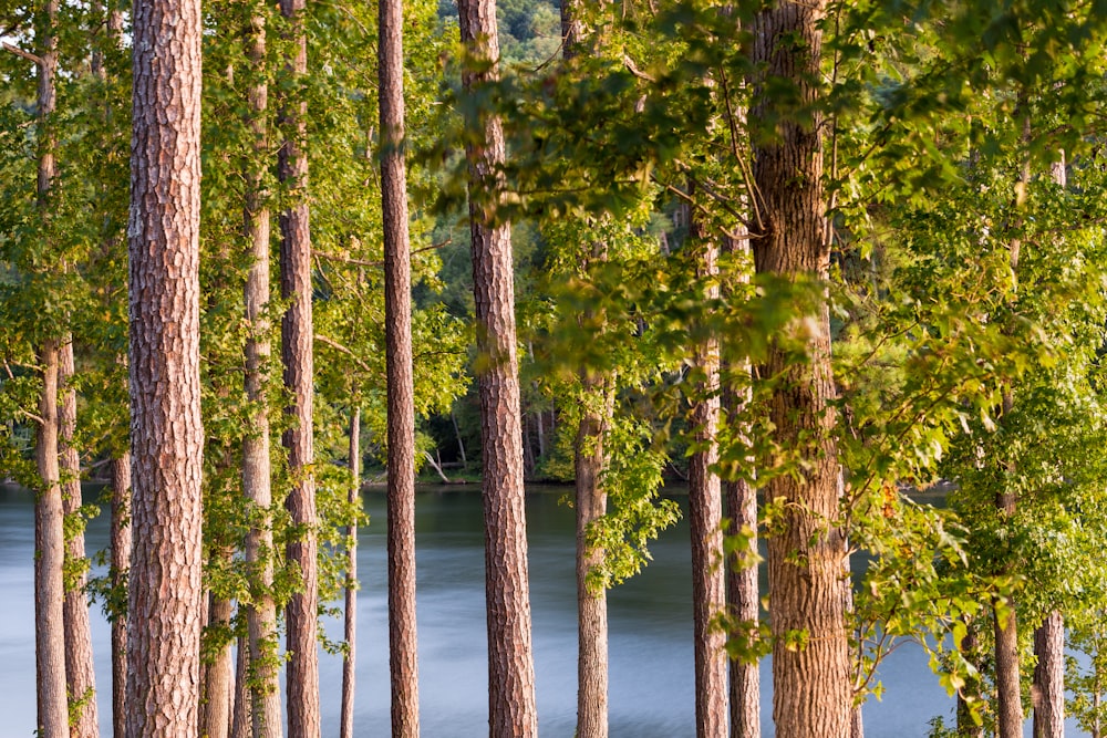 green trees during daytime