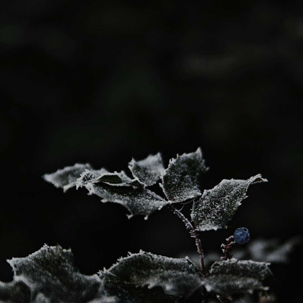 grayscale photography of plant with snow