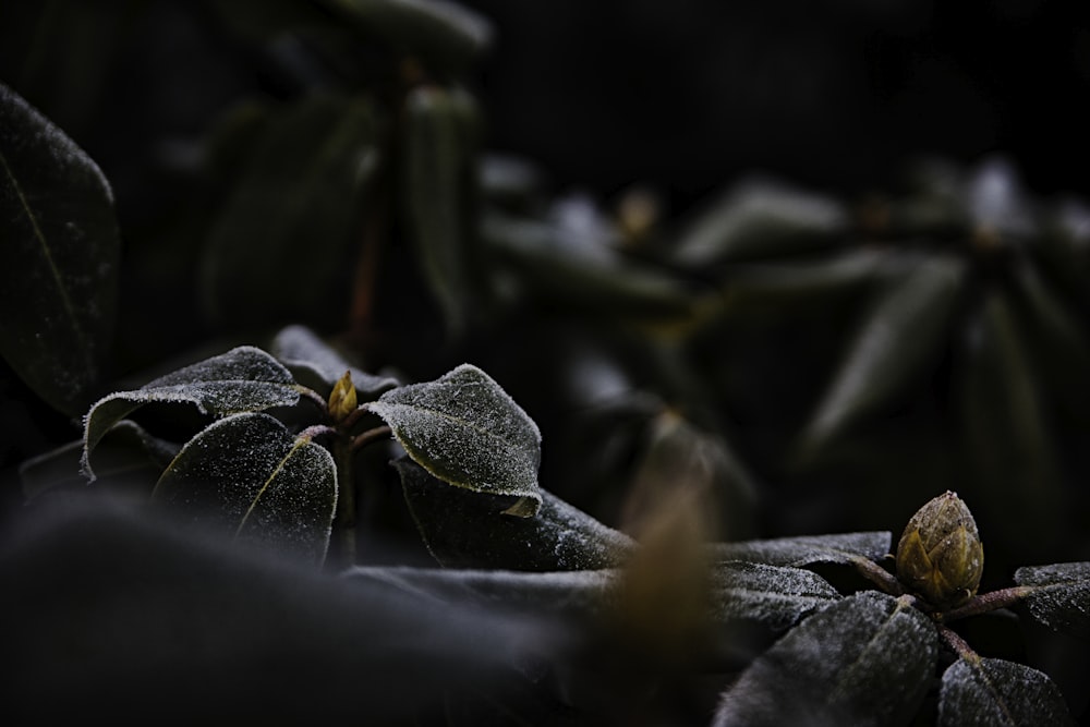 green-leafed plant