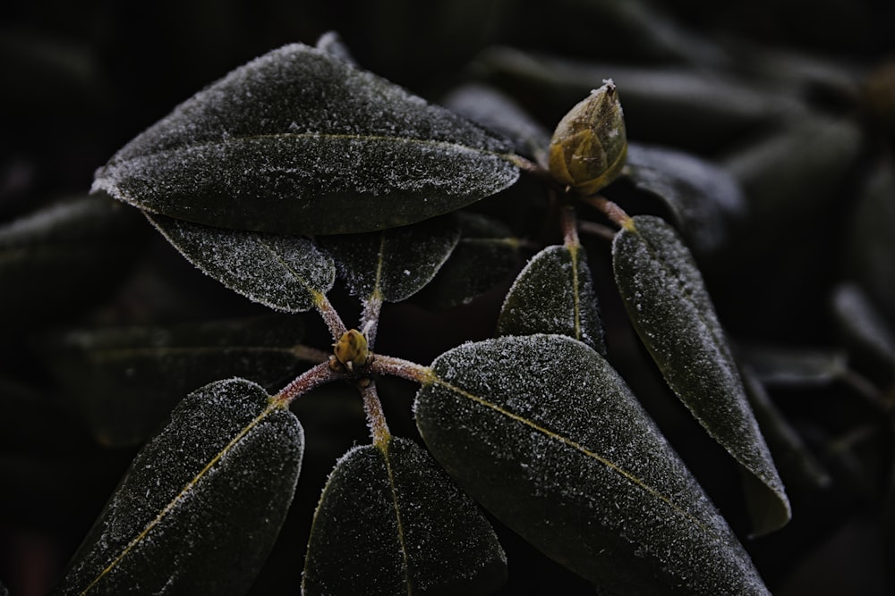 snow-covered leaves