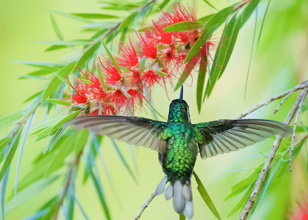 selective focus photography of green bird flying near red plants