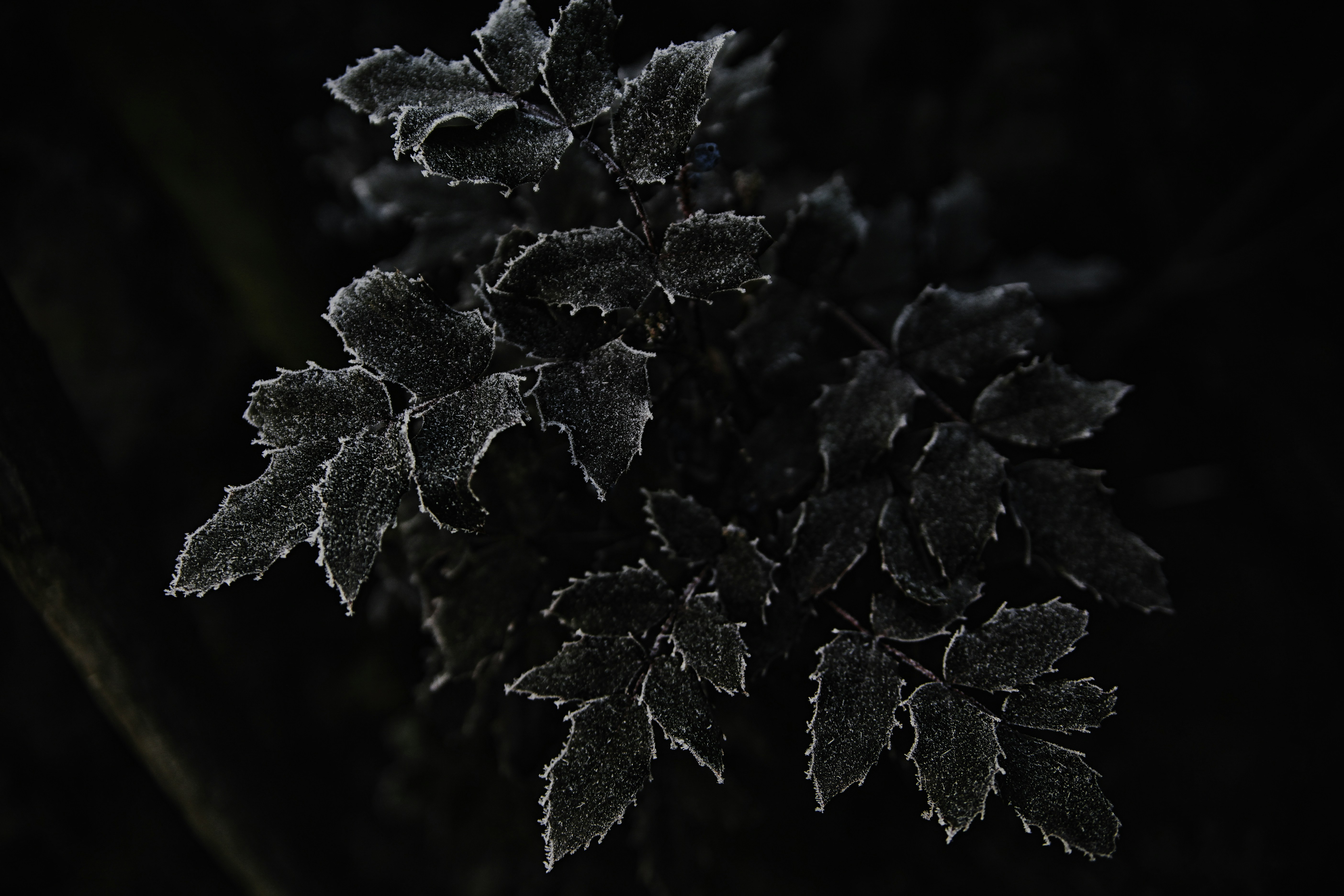 Photo by balu_gaspar