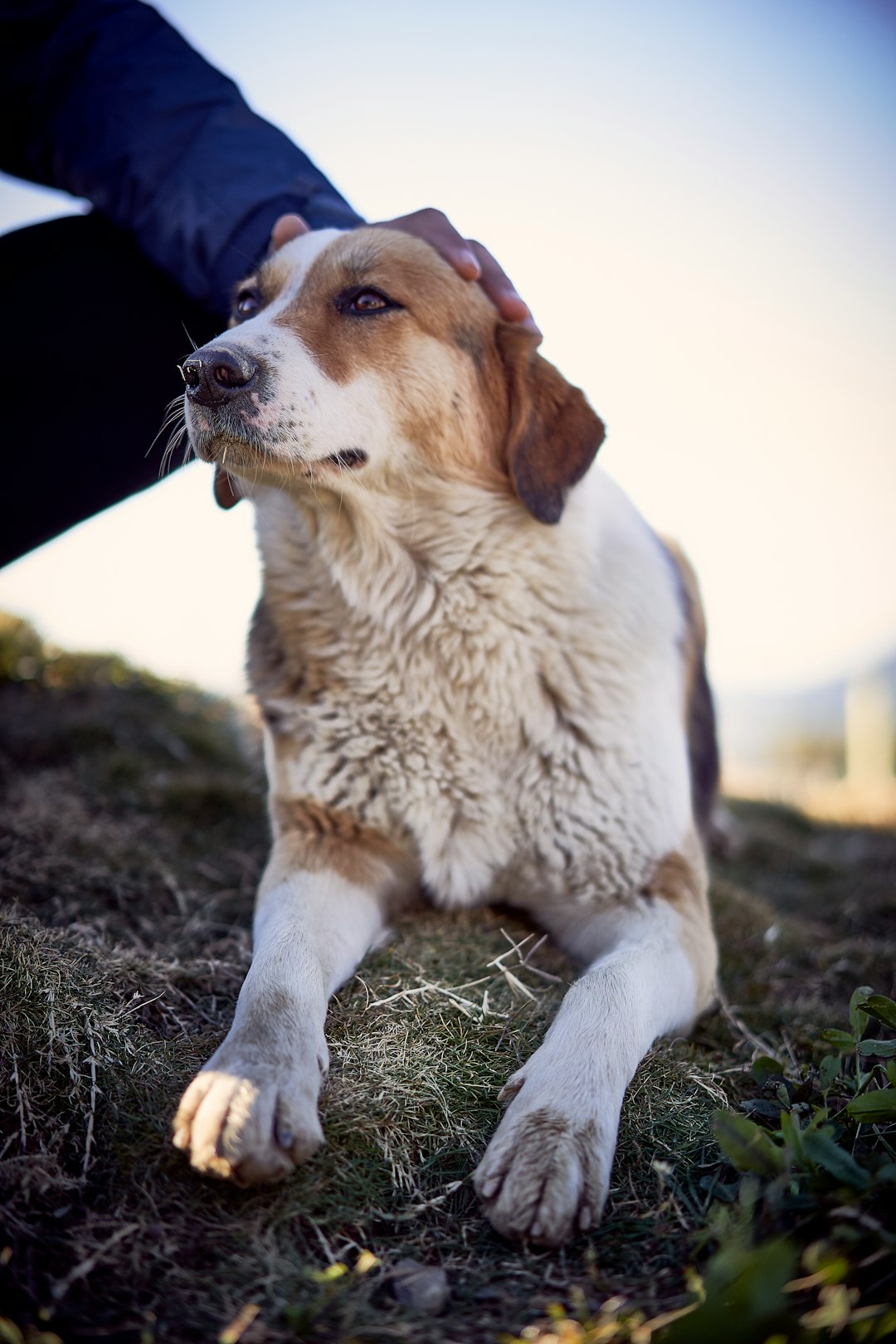 long-coated brown dog