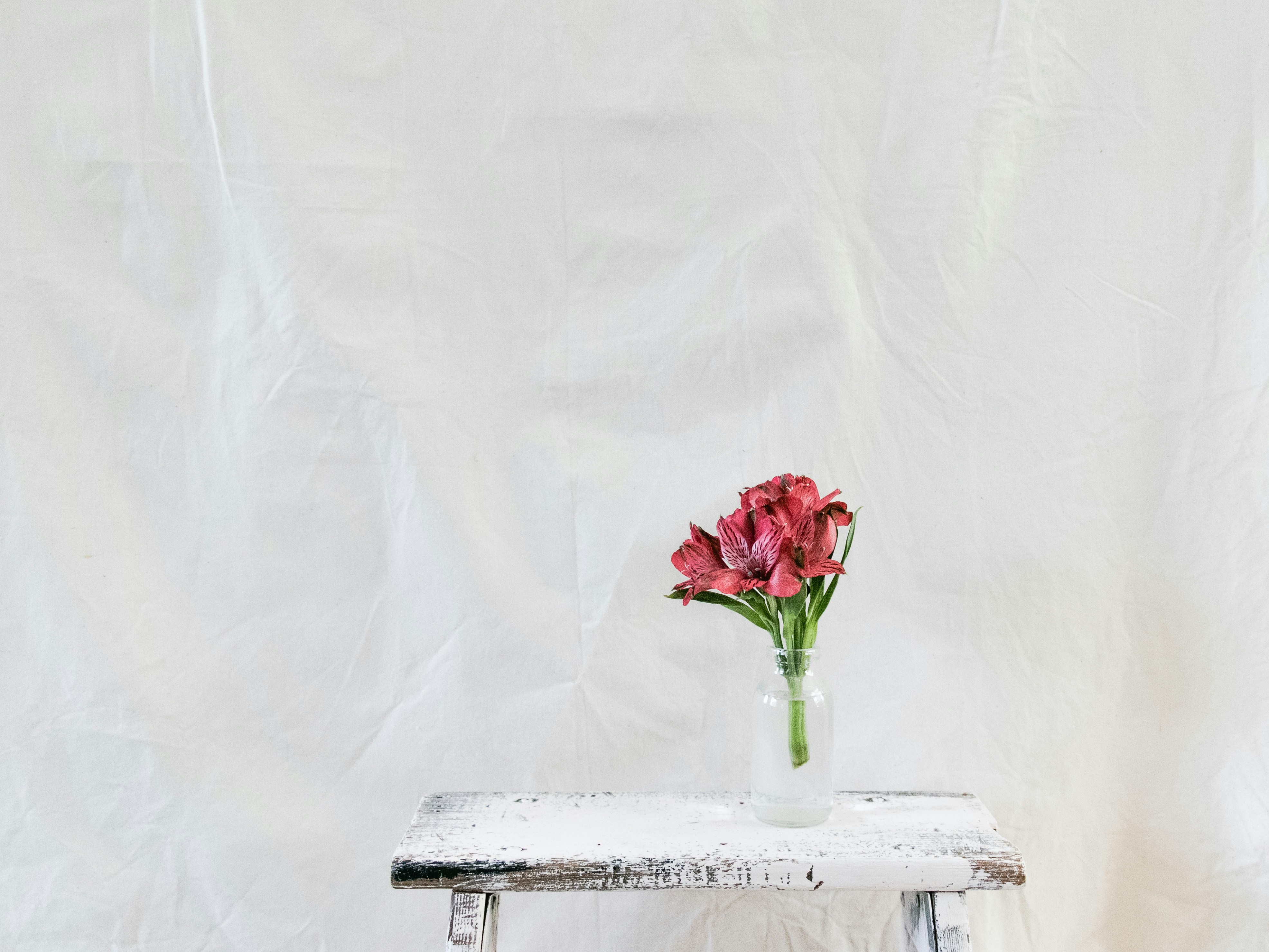 Flower Table Pictures | Download Free Images on Unsplash