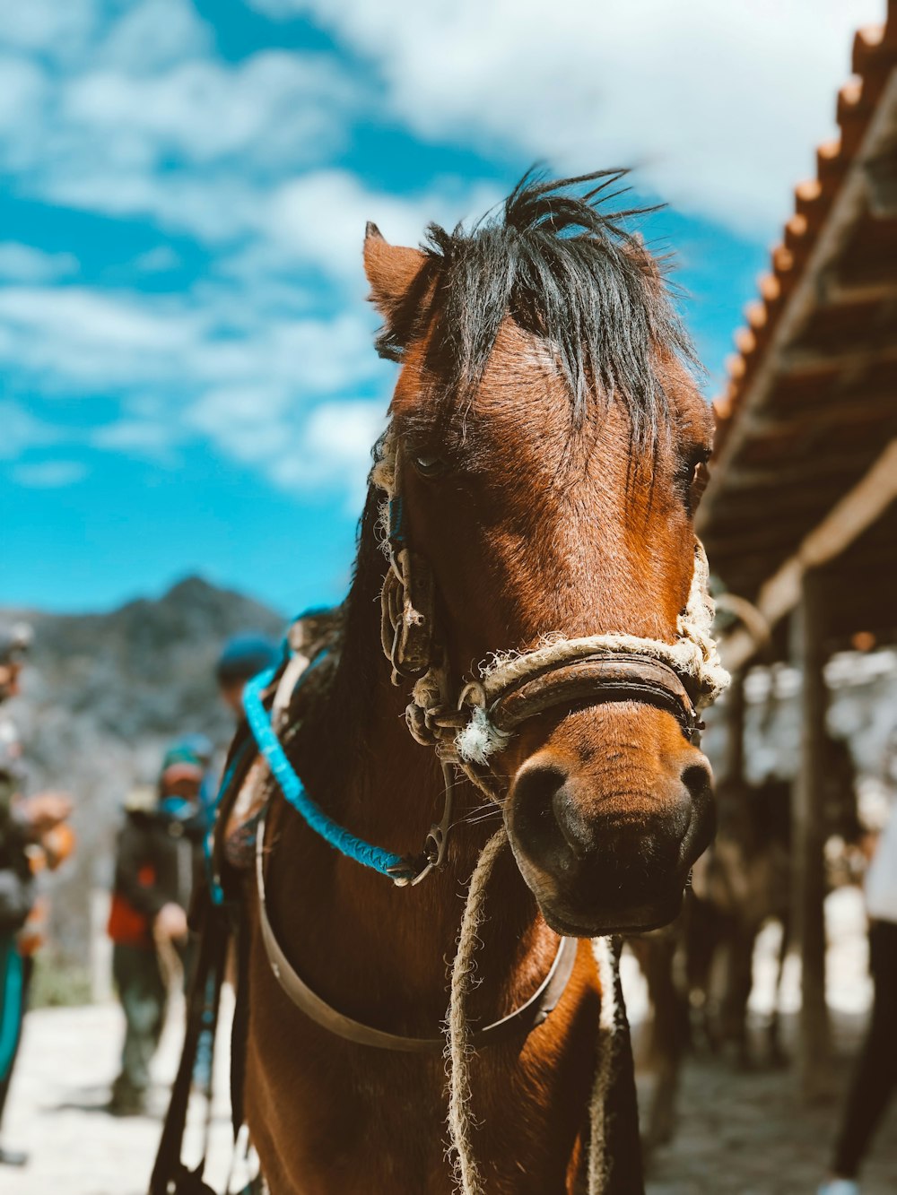 macro photography of brown horse near people under blue and white sky